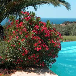 Rose Bay, Red Flowers